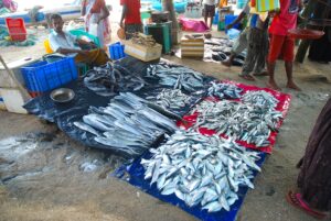 fiskmarknad-galle-sodra-kusten-sri-lanka
