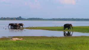 elefanter-minneriya-sri-lanka