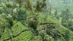 te-distrikten-nuwara-eliya