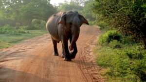 yala-national-park-sodra-kusten-sri-lanka