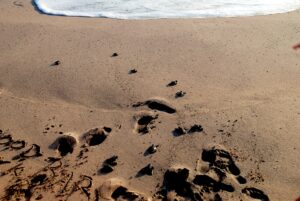 skoldpaddor-hikkaduwa-sri-lanka